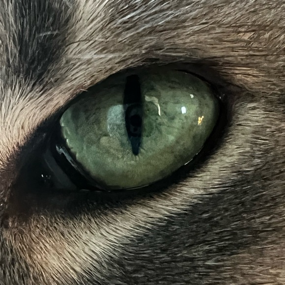 Meet your Posher, Ember - Picture 1 of 1